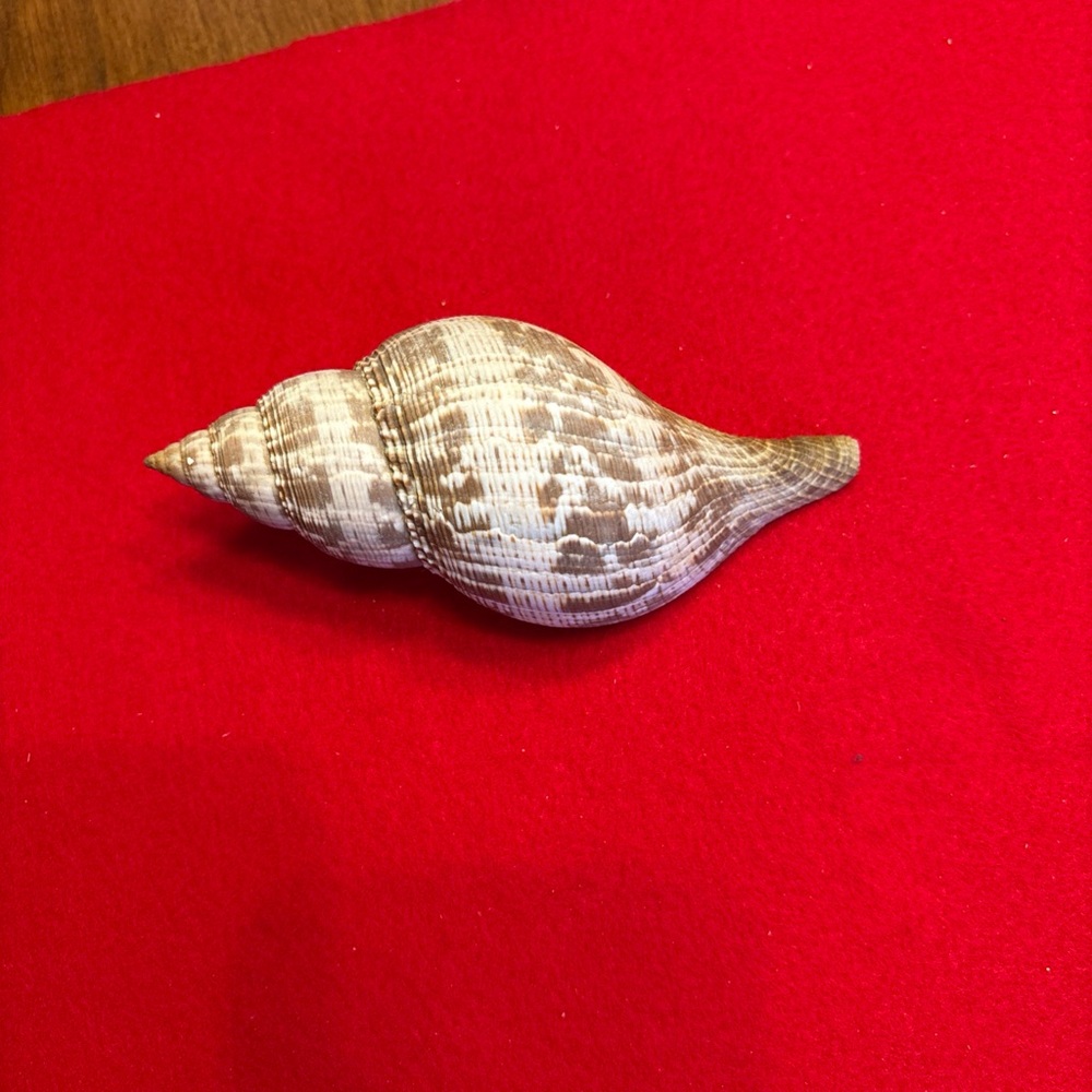 Assorted Seashell Collection - Picture 2 of 16